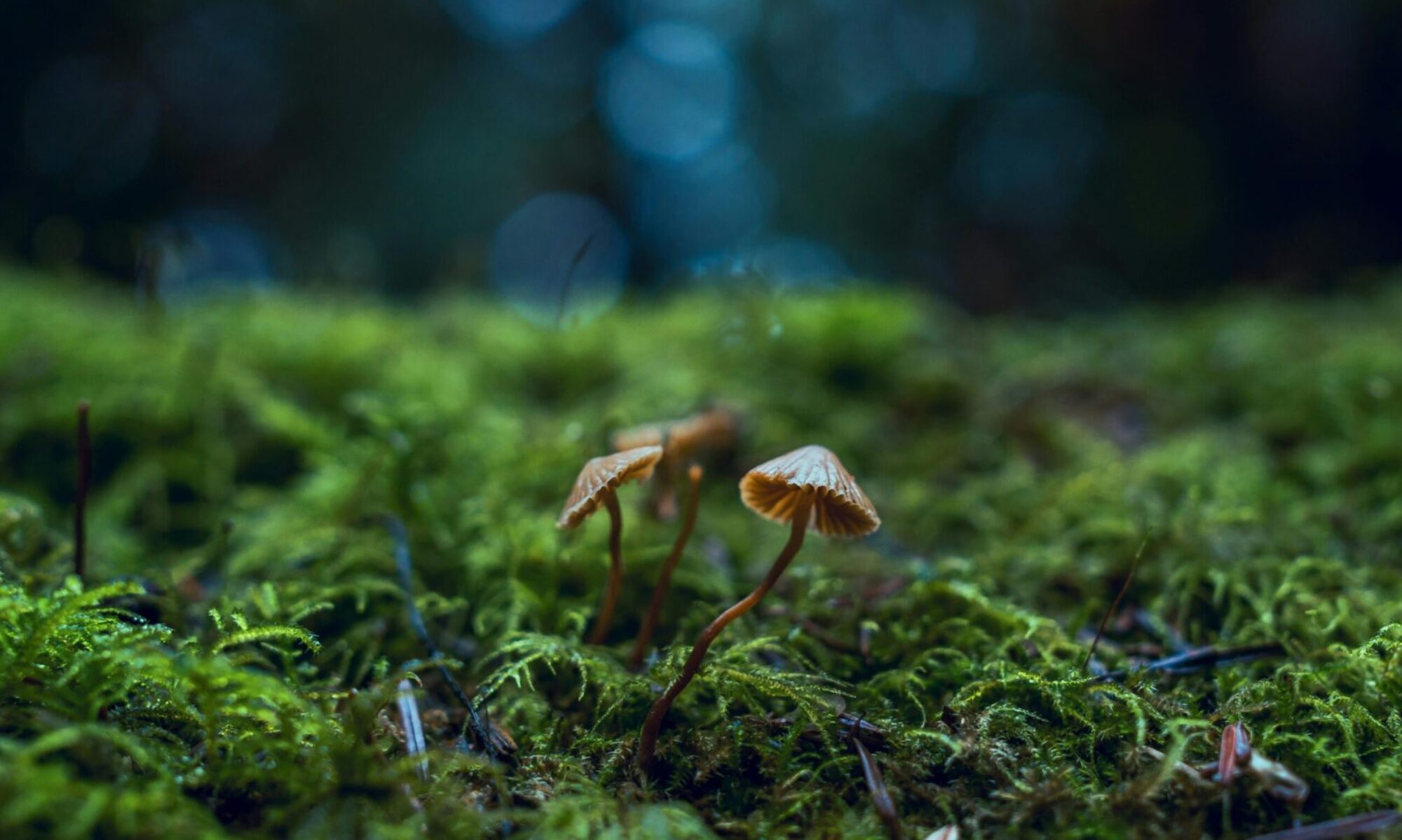 Artistic shot of mushrooms growing amidst green moss, highlighting nature's delicate beauty.